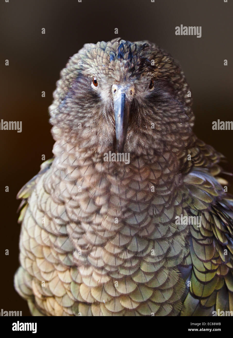 Kea (Nestor Notabilis) Stockfoto