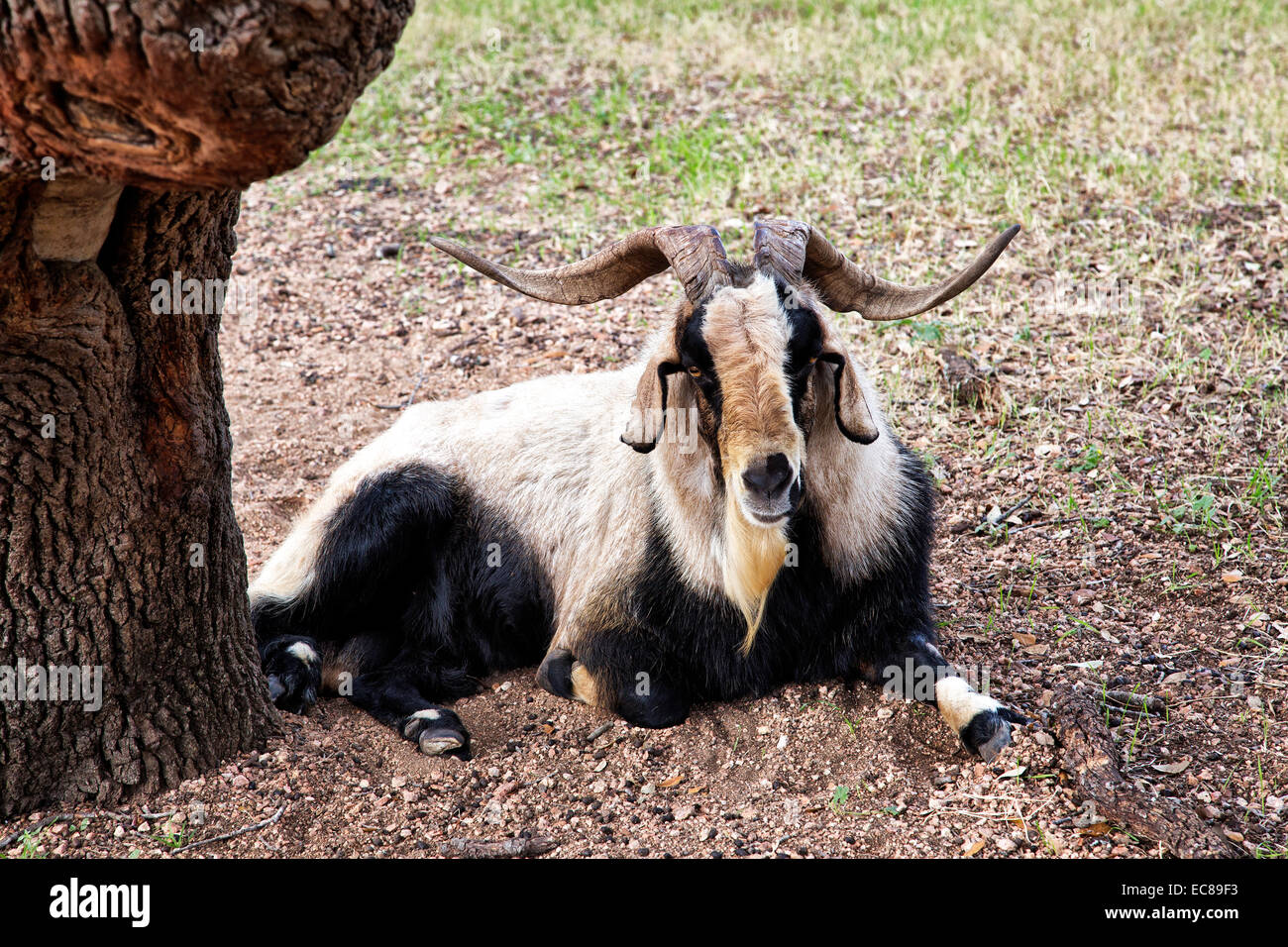 Spanischer RAM-Ziegenbock "Capra aegagrus Circus", der von einem Baum ruht. Stockfoto