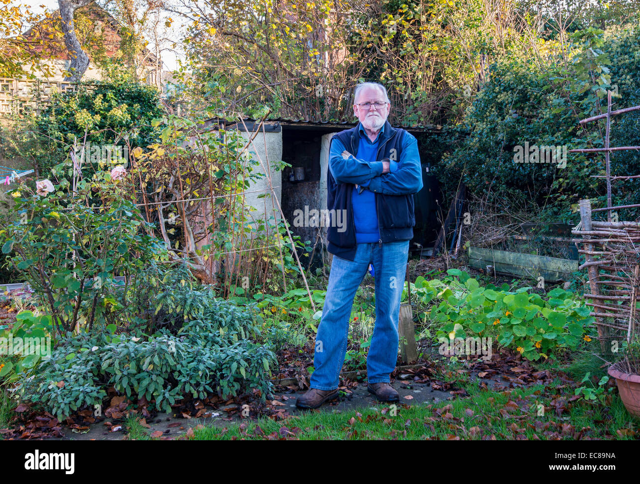 Älterer Mann stand vor Gemüsegarten am Ende des Sommers, England UK Stockfoto