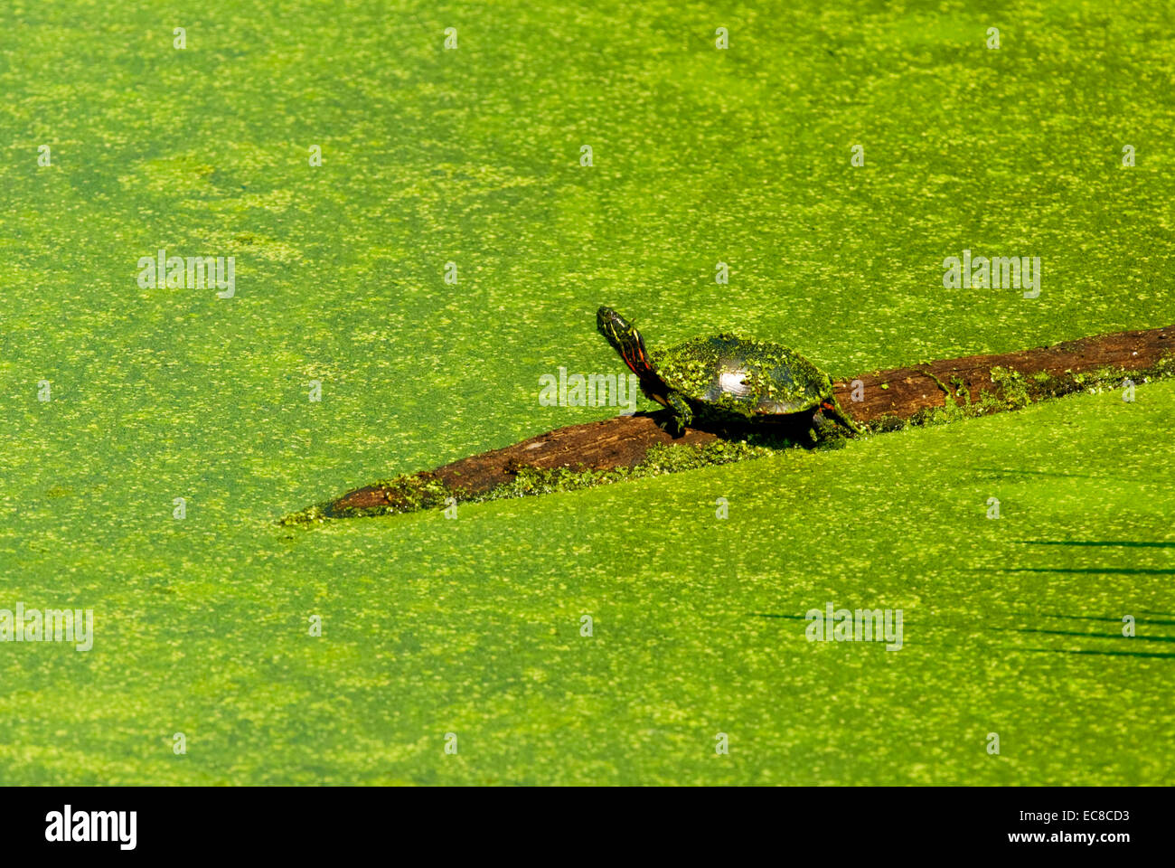 Ein Schildkröten auf einem Baumstamm in einem Sumpfgebiet-Teich. Stockfoto