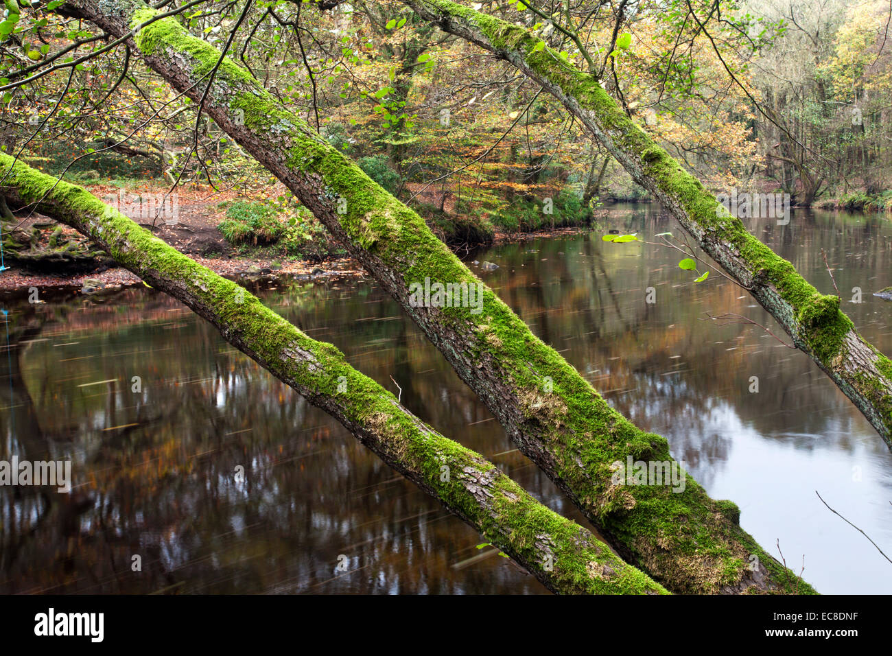 Drei bemoosten Baumstämmen durch den Fluß Nidd im Herbst Nidd Schlucht Holz Knaresborough North Yorkshire England Stockfoto