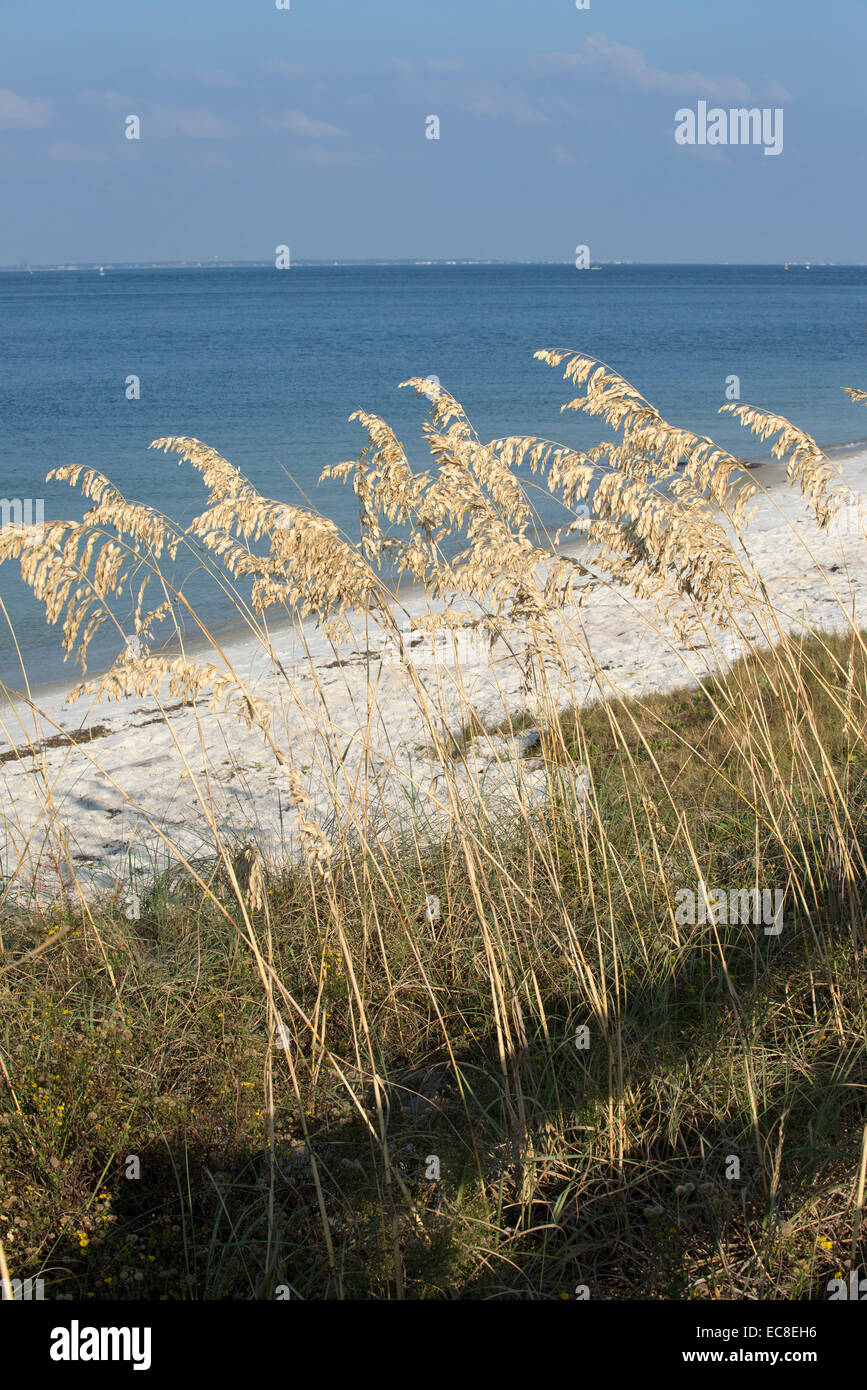 Sehafer wächst am Meeresstrand entlang der Golfküste Florida USA Stockfoto