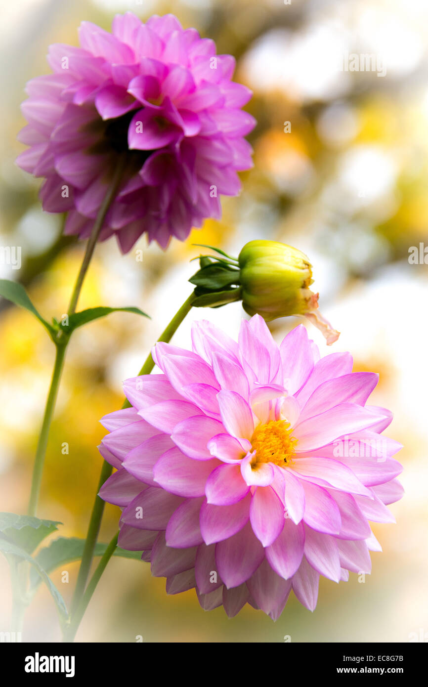 Dahlien sonne Stockfotos und bilder Kaufen Alamy
