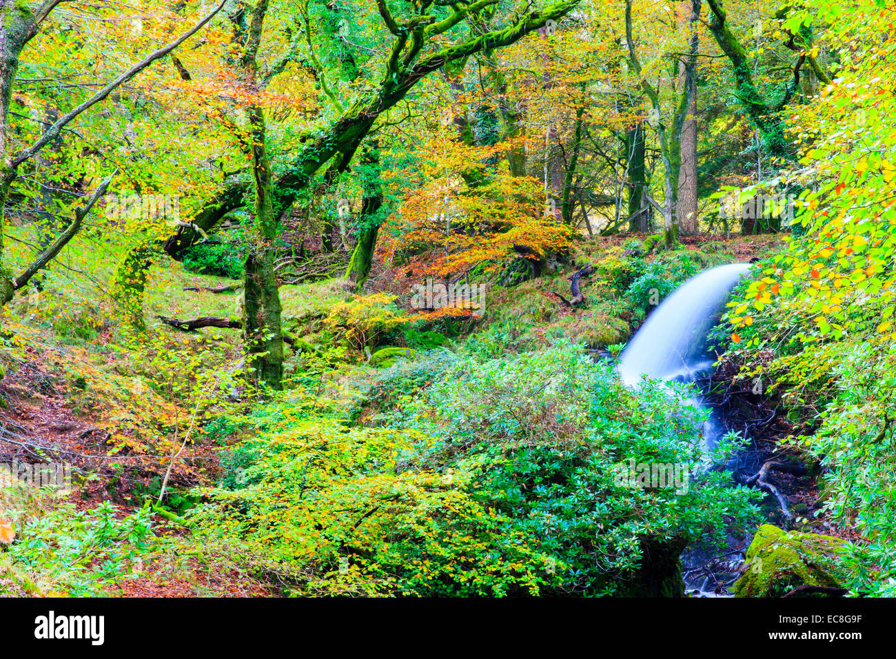 Herbstfärbung, die rund um einen Wasserfall, Burrator Reservoir, Dartmoor, Devon Stockfoto
