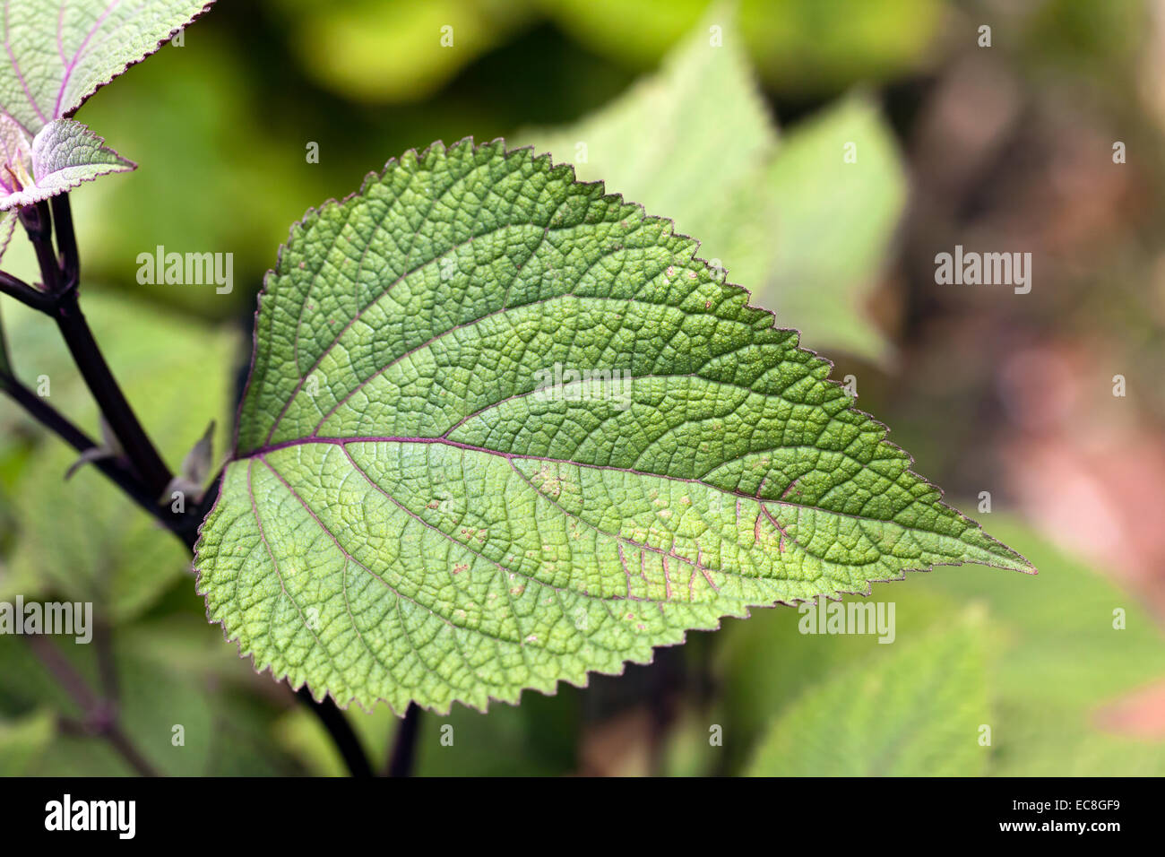Blatt, Nahaufnahme Stockfoto