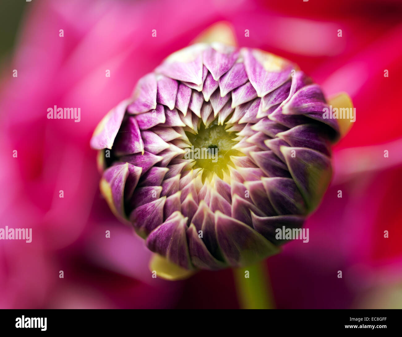 Makro-Bild von einem einzigen Dahlia Blütenknospe, teilweise offen. Stockfoto