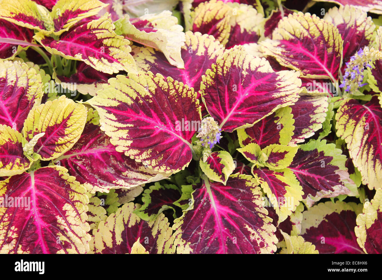Multl Farbe lackiert Coleus Brennnesselblätter Stockfoto
