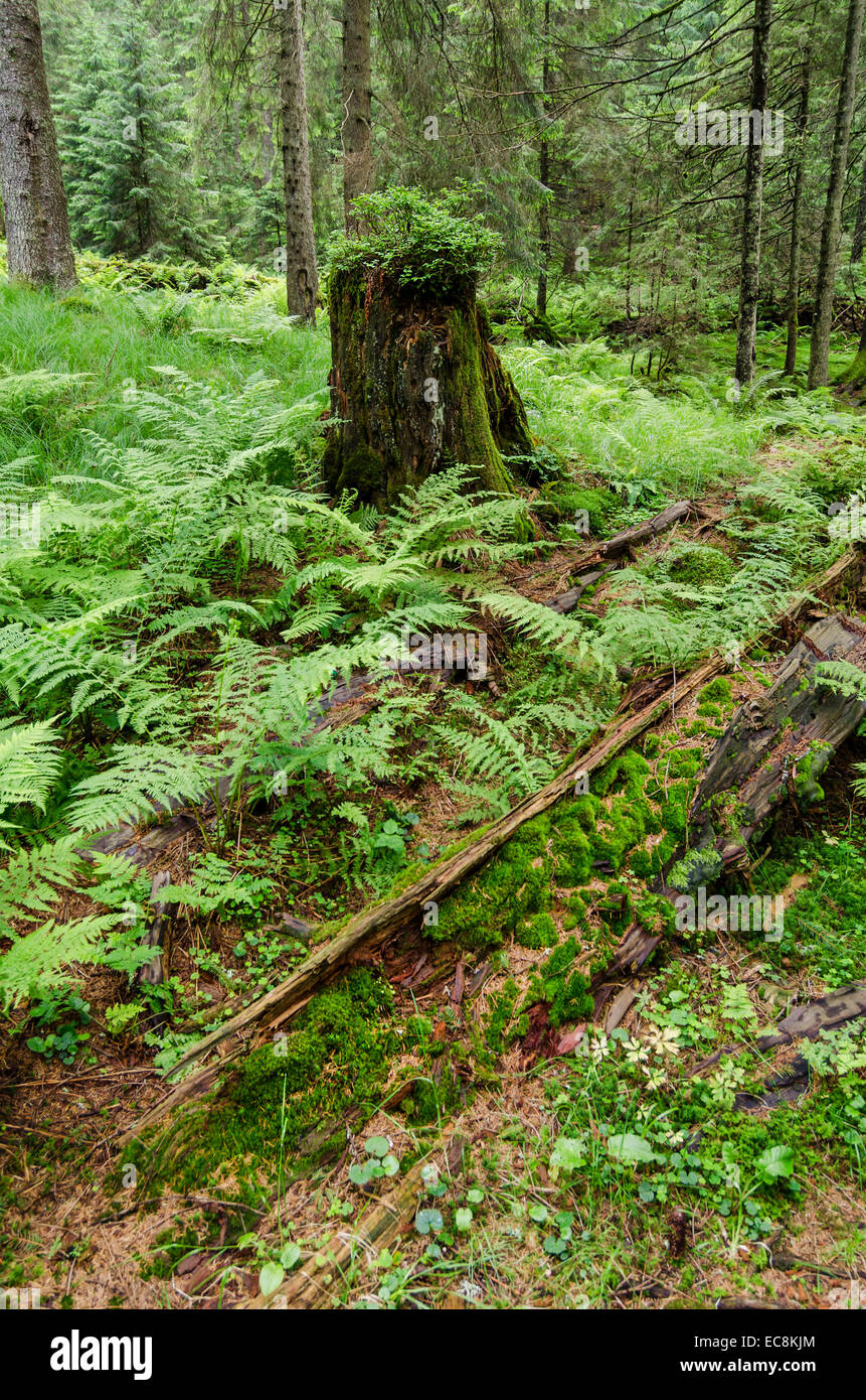 Das neue grüne Wachstum kommt durch auf einem alten abgespeckte Baumstamm Stockfoto