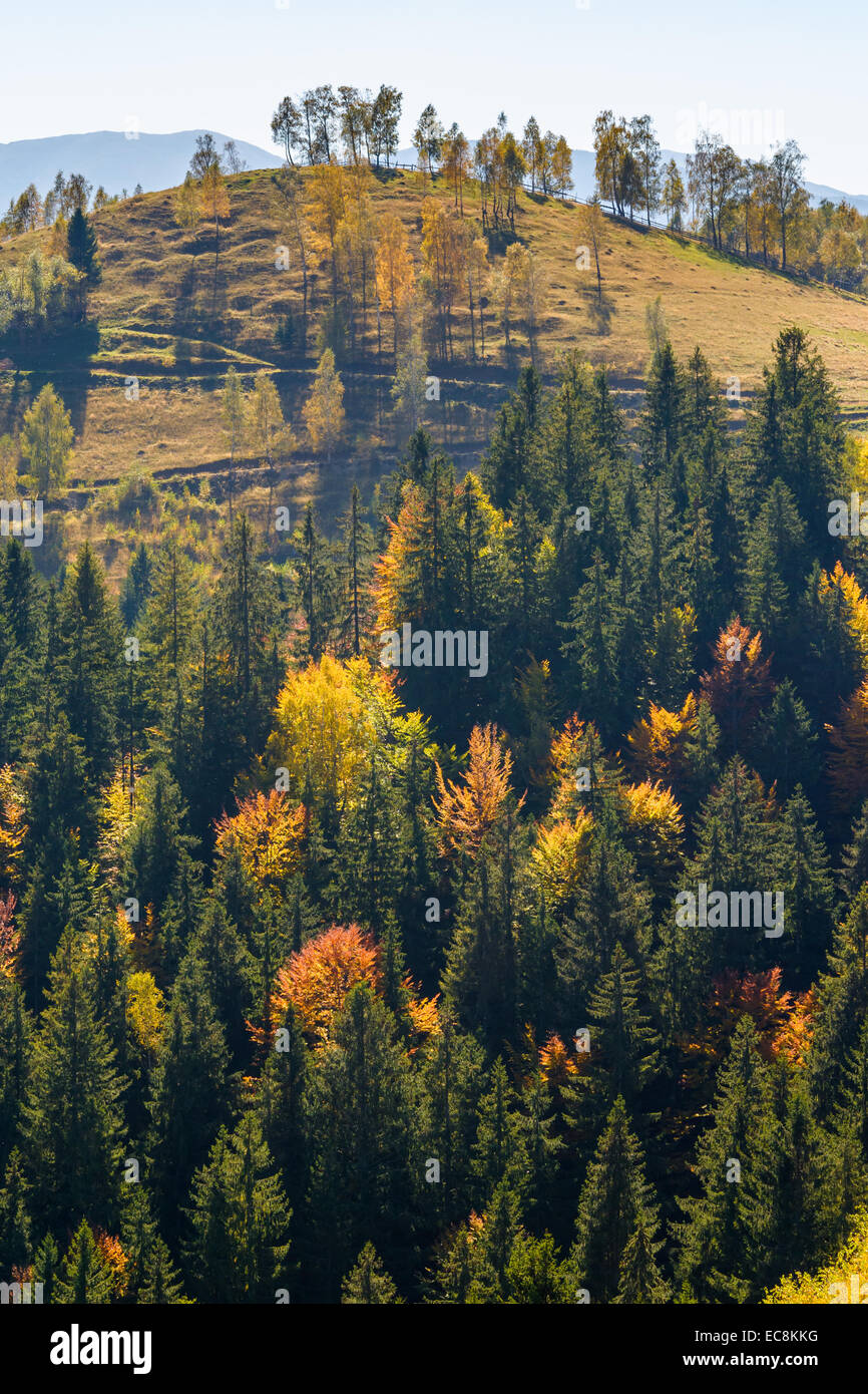 Herbstliche Waldlandschaft in Pestera Dorf, Rumänien Stockfoto