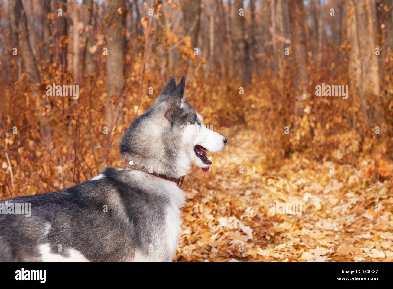 Husky Wanderungen im herbstlichen Park mit gelben Blättern Stockfoto