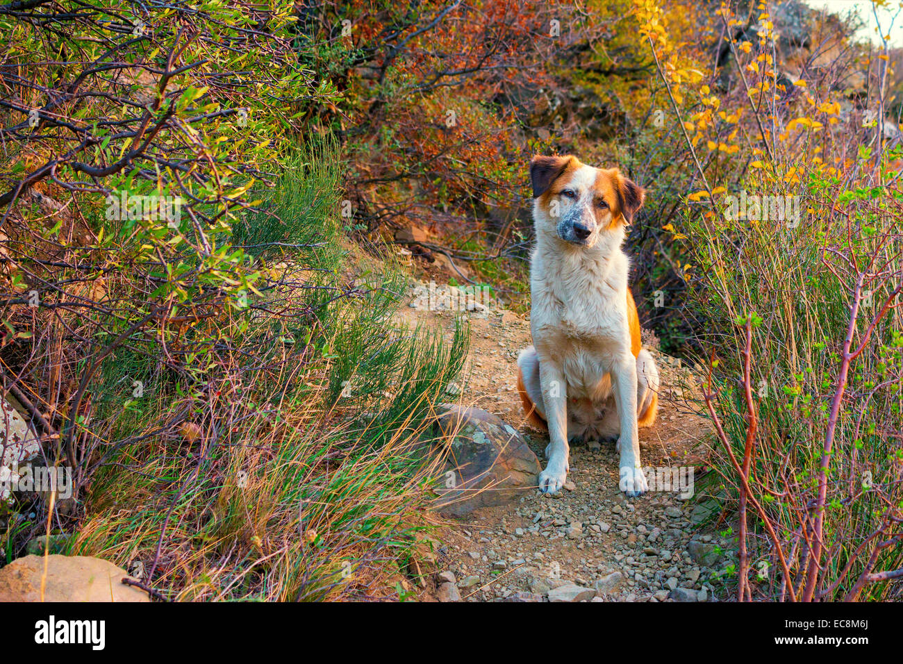 Obdachlose am Bergwanderweg Hundesitting Stockfoto