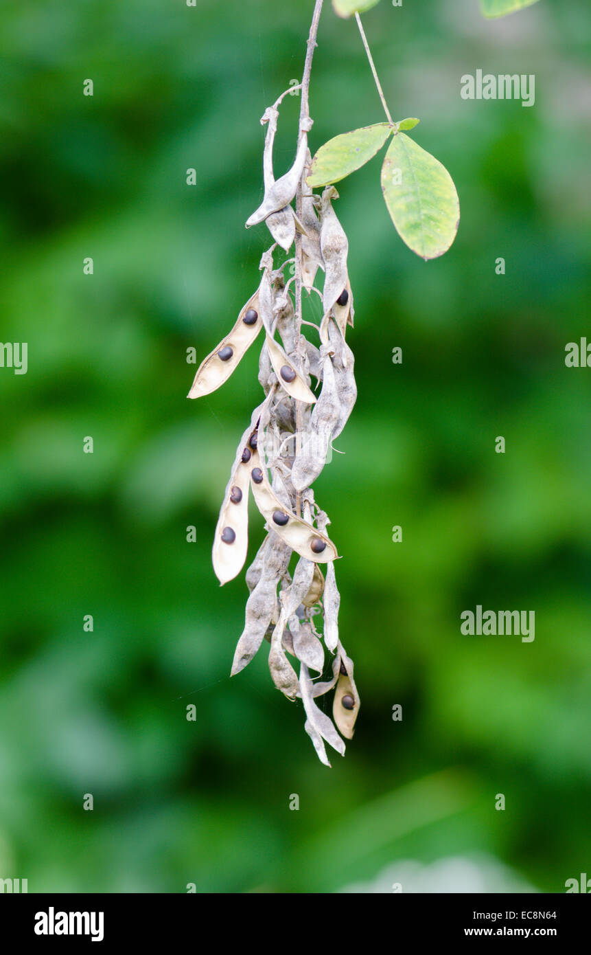 Goldregen [Laburnum Anagyroides] Samen im Pod. England, UK. September Stockfoto