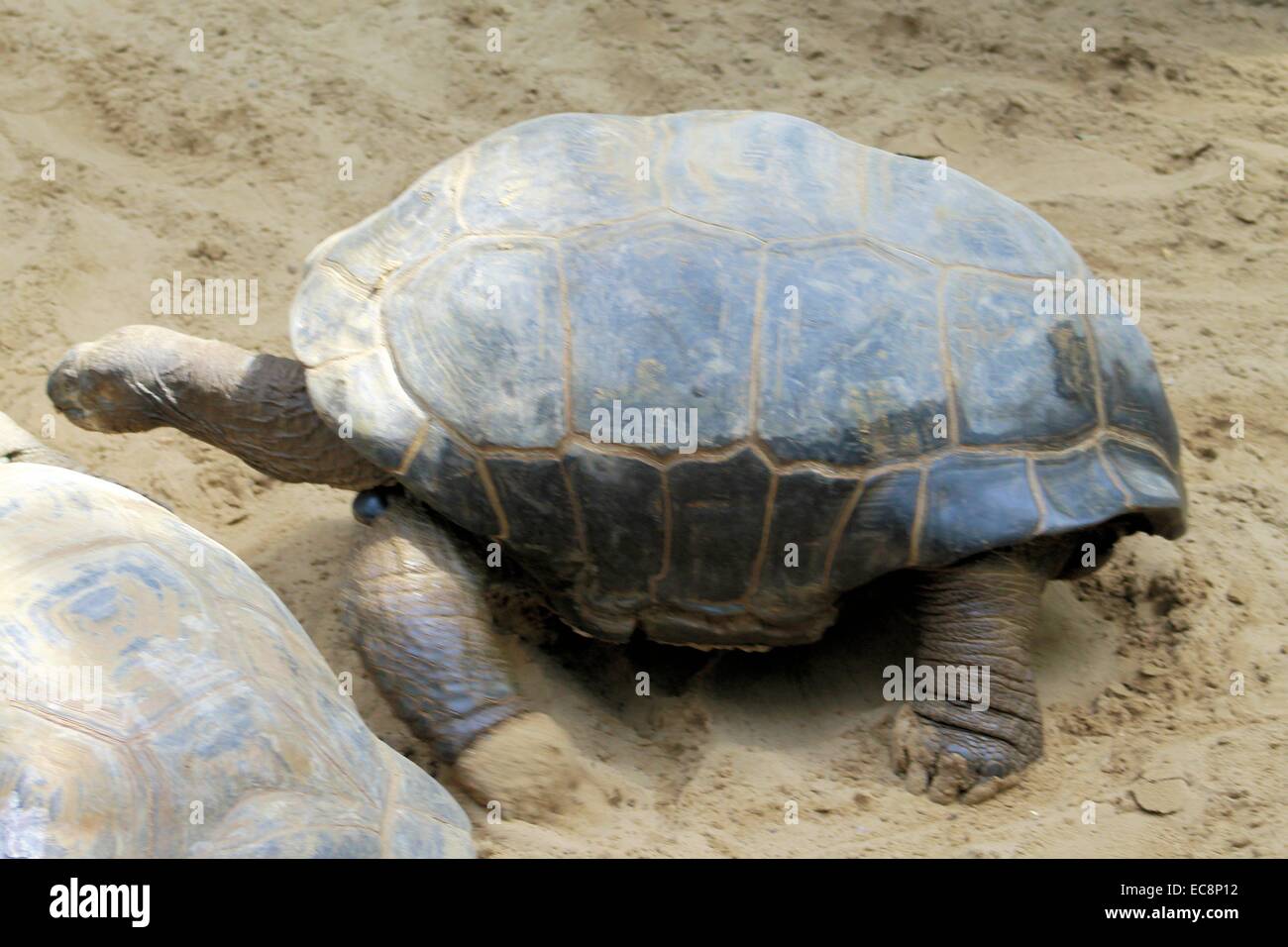 Riesenschildkröte Stockfoto