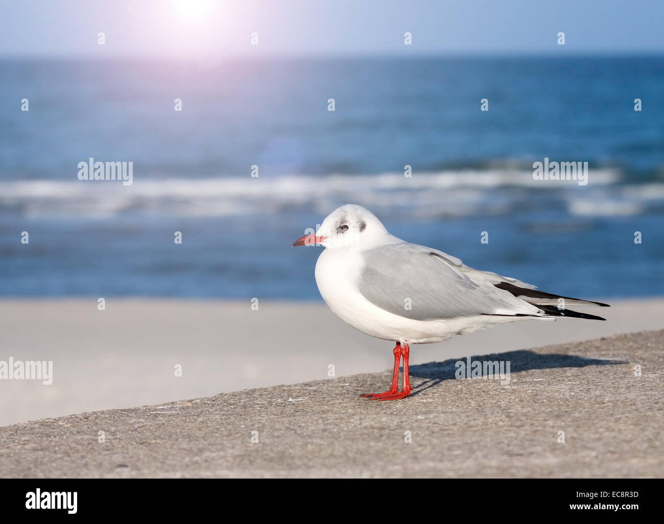 Stock Foto einer Möwe. Stockfoto