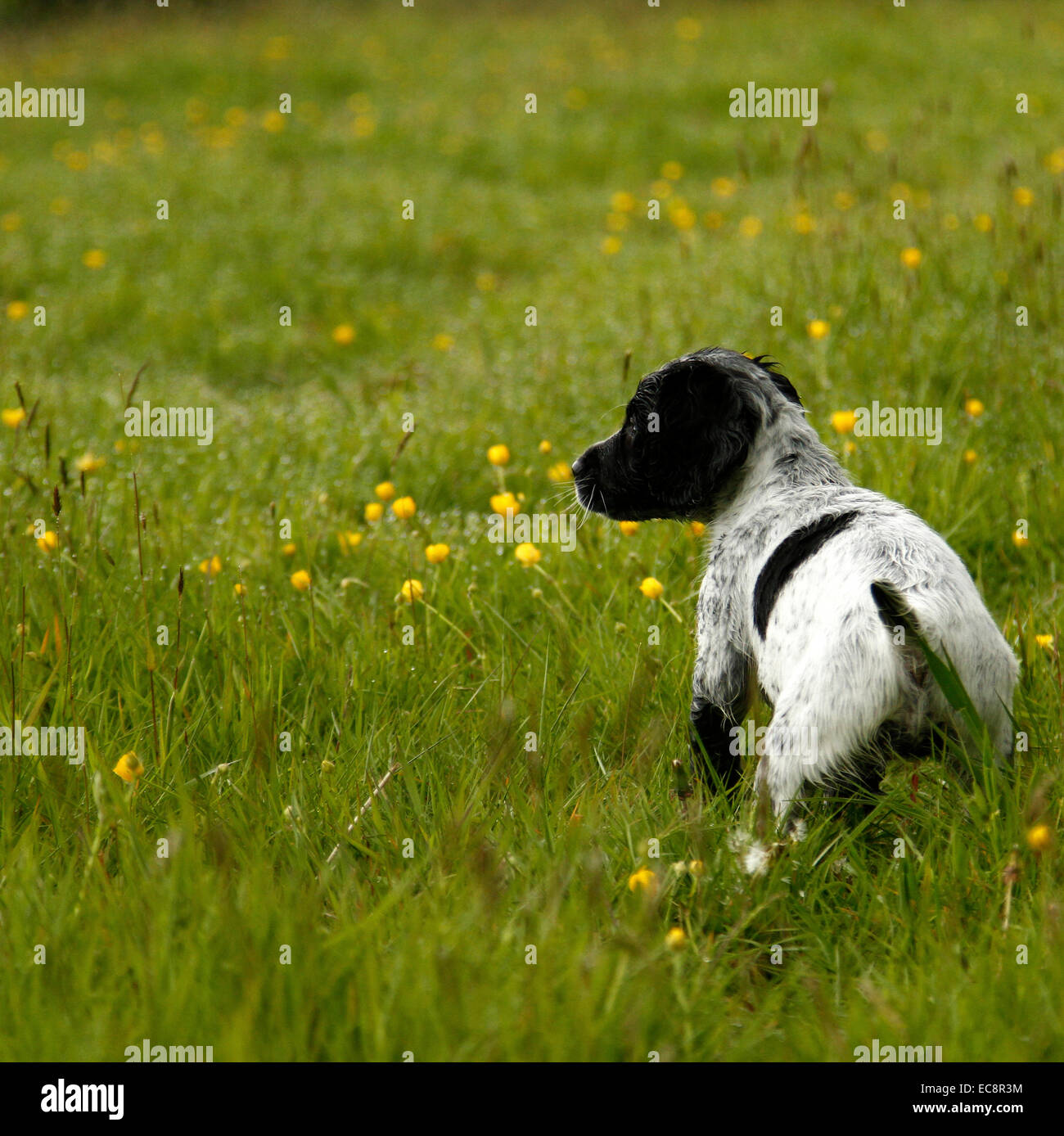 Quadratische Bild eines wunderschönen schwarzen & weißen Welpen posiert in Wildblumenwiese, Hund mit Flecken & Flecken auf der ganzen Rute angedockt Stockfoto