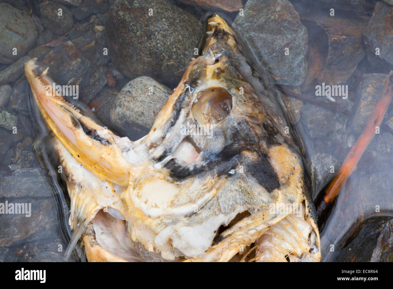 ein Lachs liegt tot in einem Fluss nach dem Laichen. Stockfoto