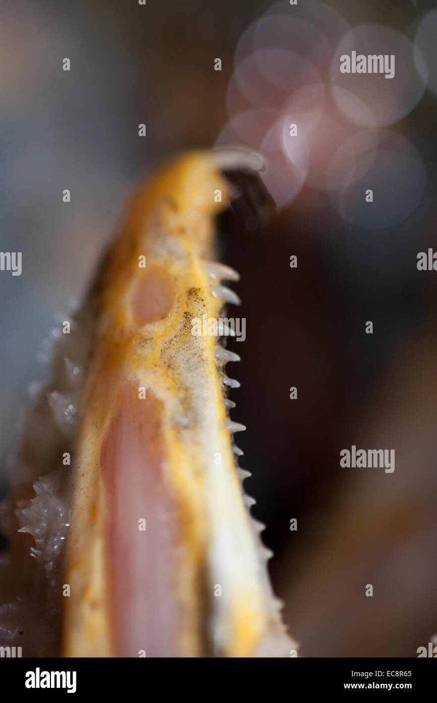 Ein abgeleiteter Lachs Stockfoto