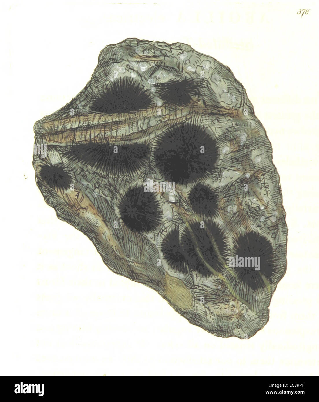 Britische Mineralogie Vol. 4 (1811) p336 T378 ARGILLA electrica Stockfoto