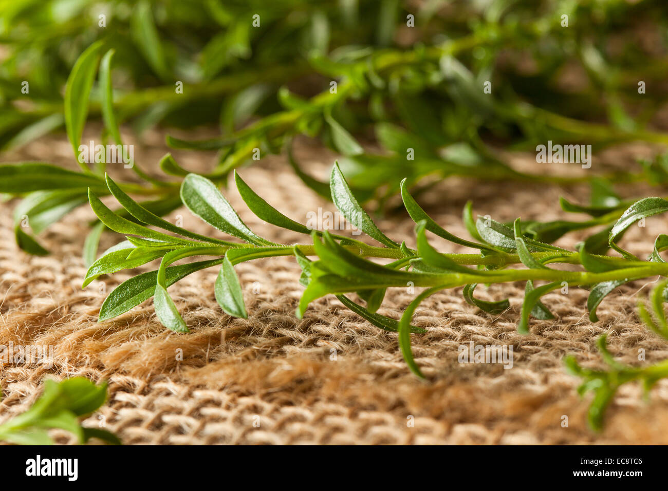 Rohe Bio grüne pikante Kraut in einem Bündel Stockfoto