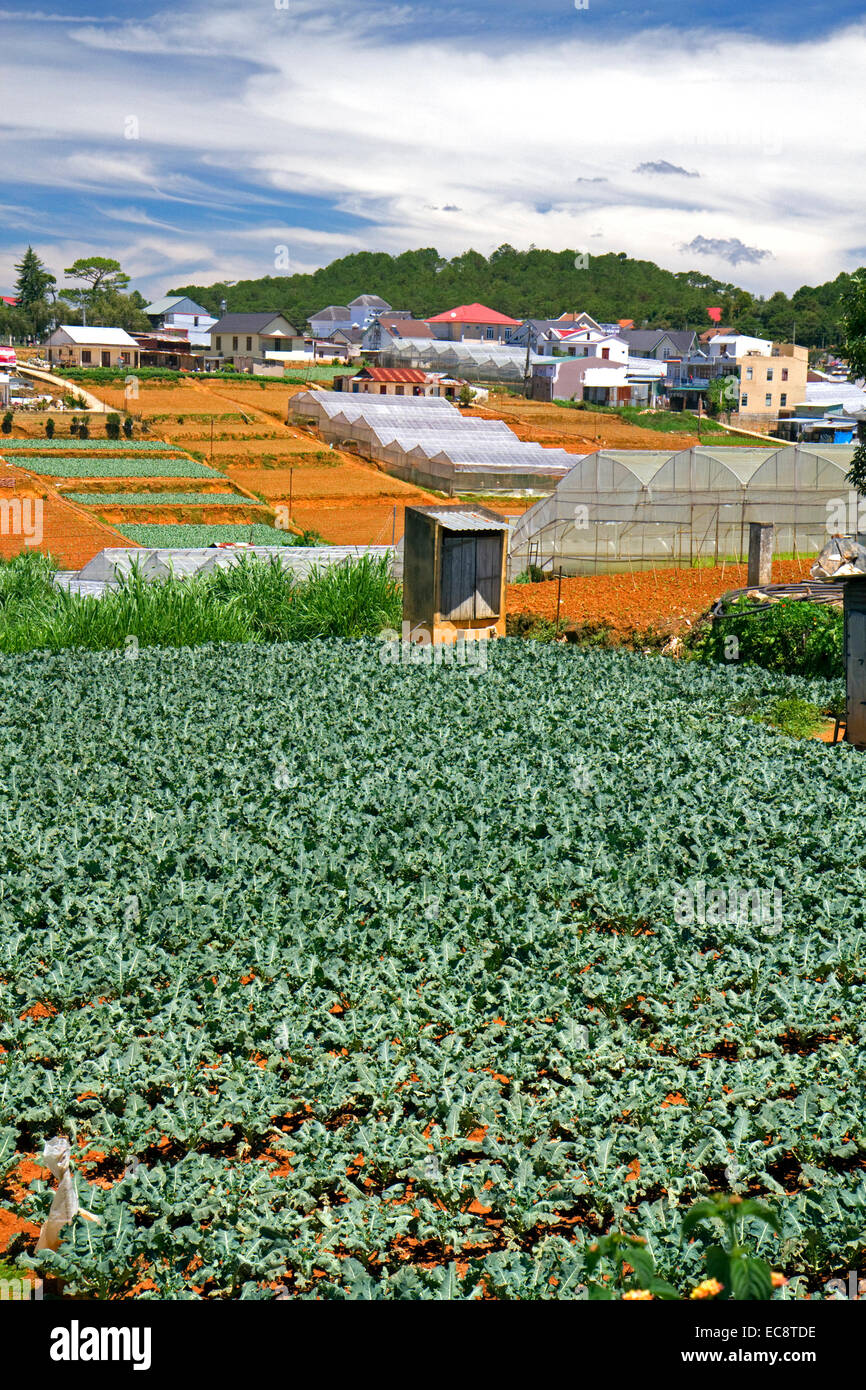 Gemüseproduktion Landwirtschaft Ernte in Da Lat, Vietnam. Stockfoto