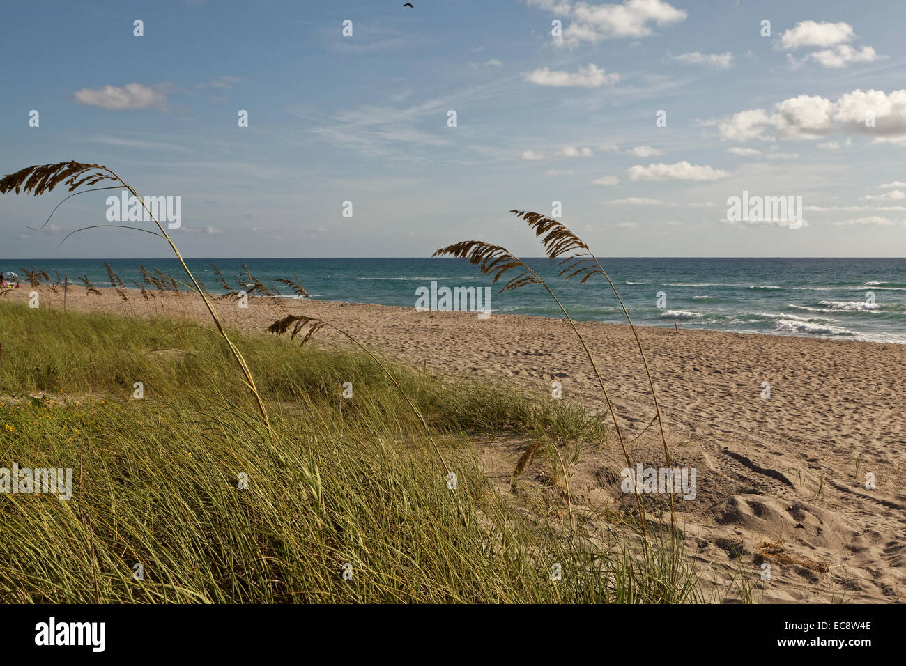 Sehafer am Juno Beach, Florida, USA Stockfoto