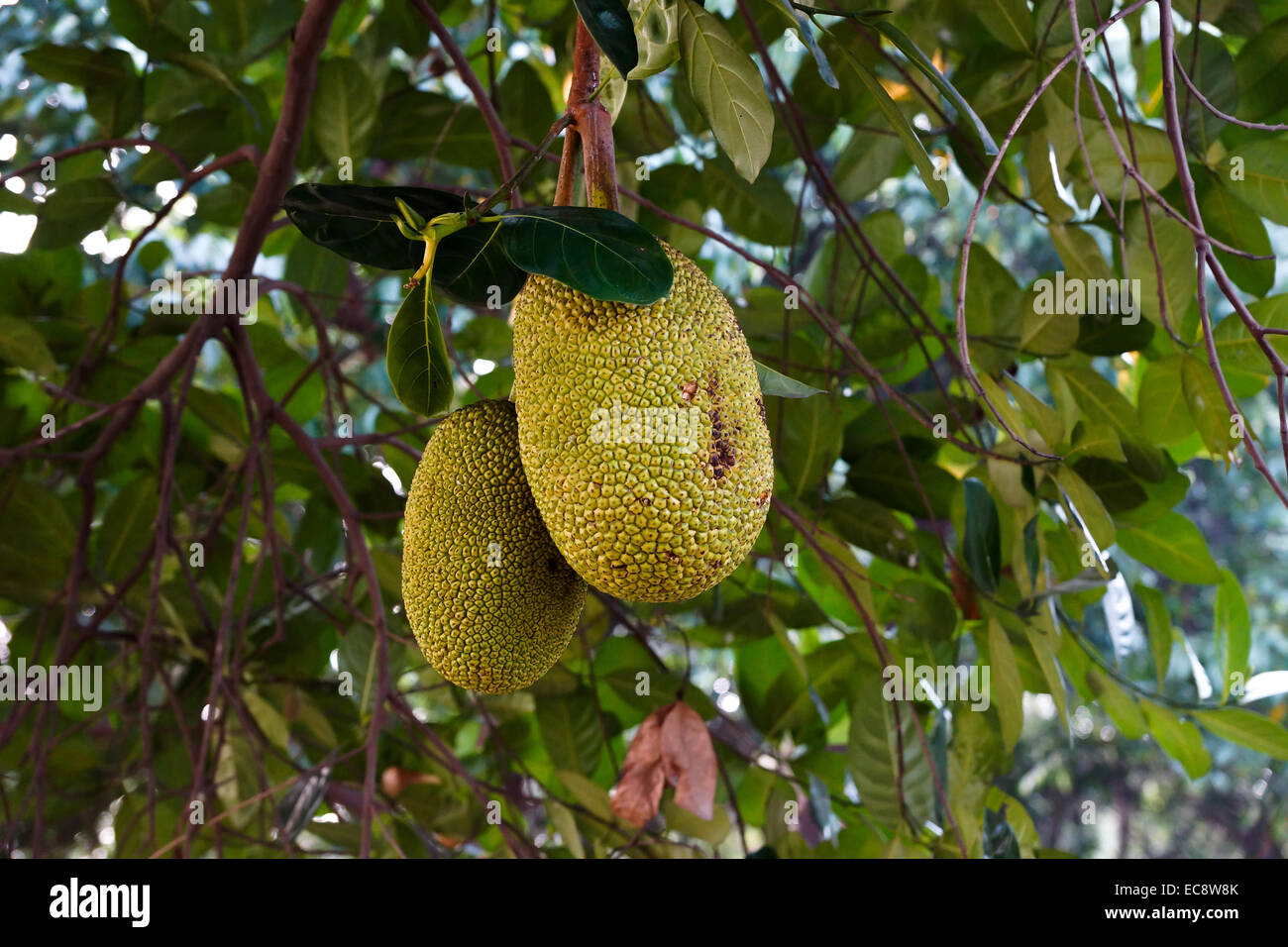 Jackfrucht wächst an einem Baum in Bangladesch Stockfoto