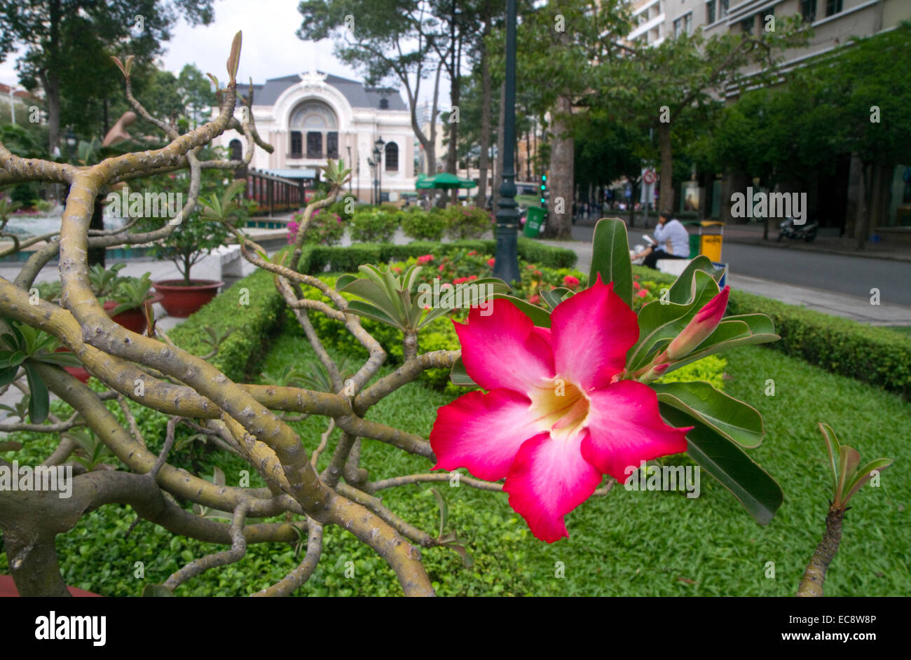 Adenium Obesum Blume in Ho-Chi-Minh-Stadt, Vietnam. Stockfoto