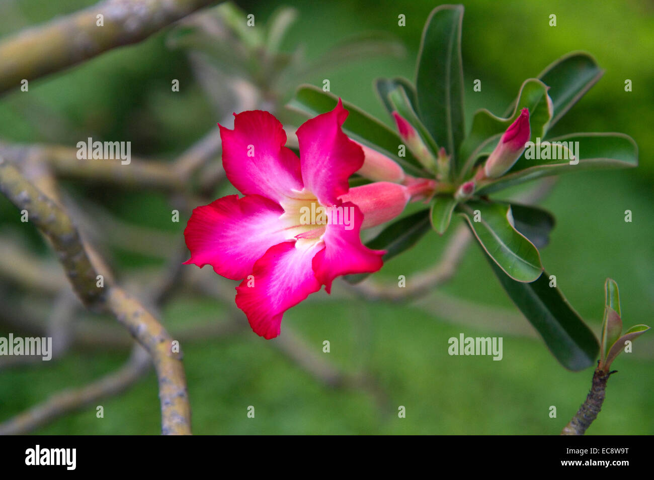 Adenium Obesum Blume in Ho-Chi-Minh-Stadt, Vietnam. Stockfoto