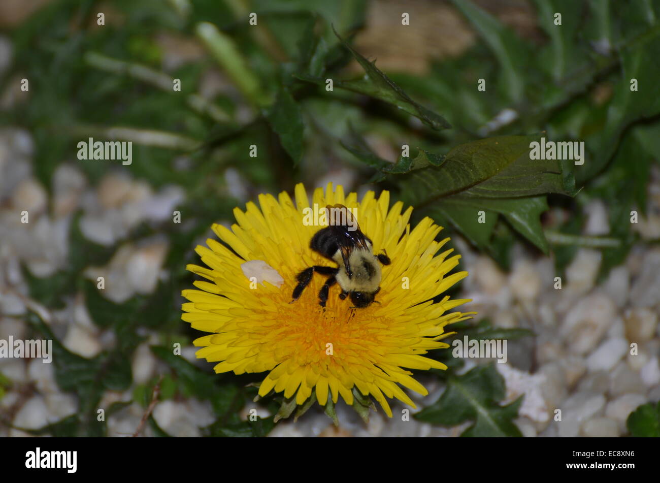 Hummel auf Löwenzahn Stockfoto