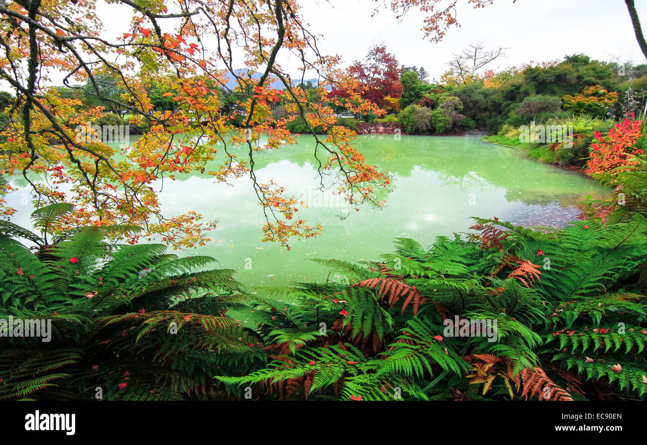 Farben des Herbstes im Kuirau Park, Rotorua, Neuseeland Stockfoto