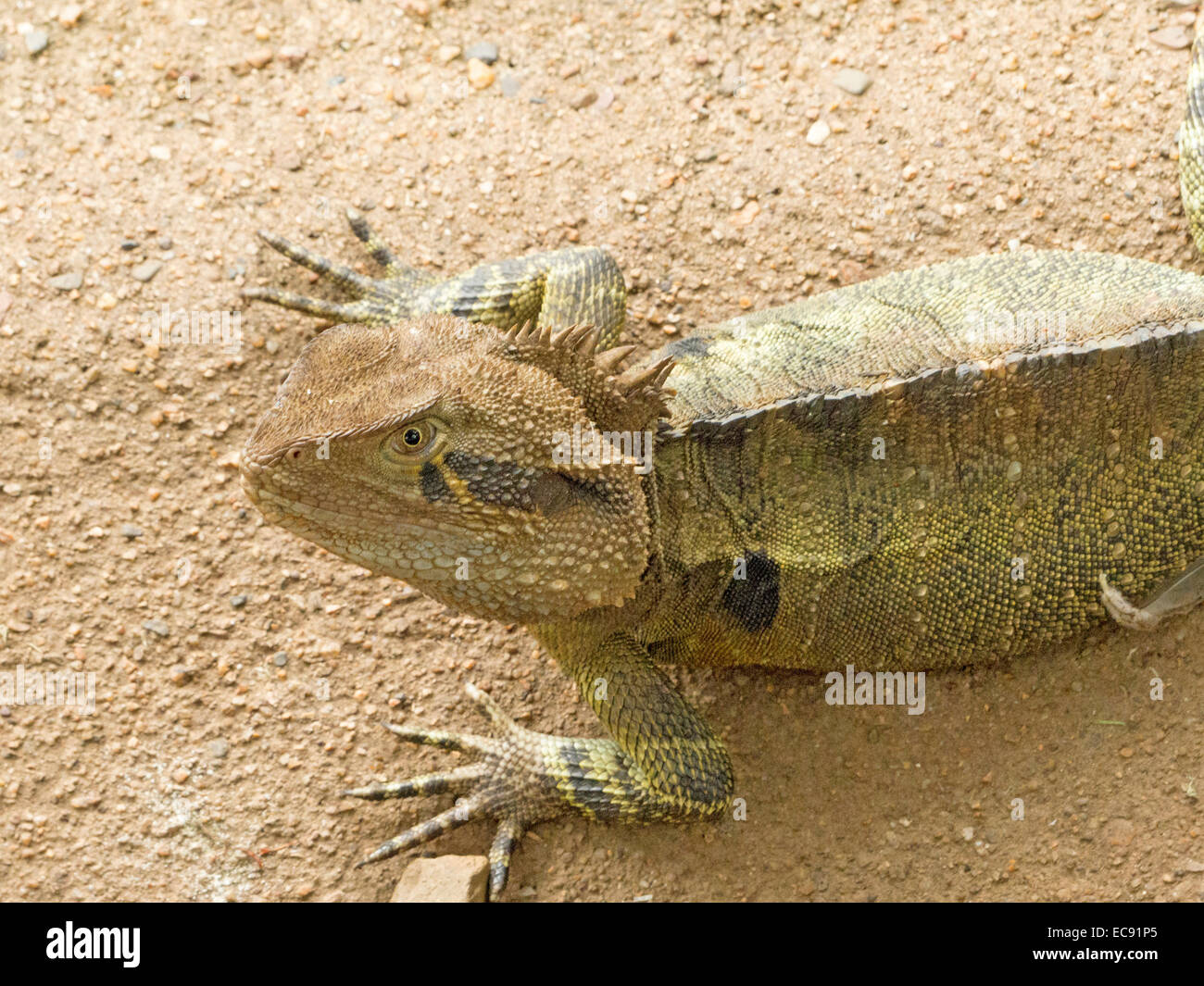 Australien Eastern Wasser Drachen in freier Wildbahn mit Krallen der vorderen "Hände" ausgestreckt und sonnen sich auf der Oberfläche des großen Felsen Stockfoto