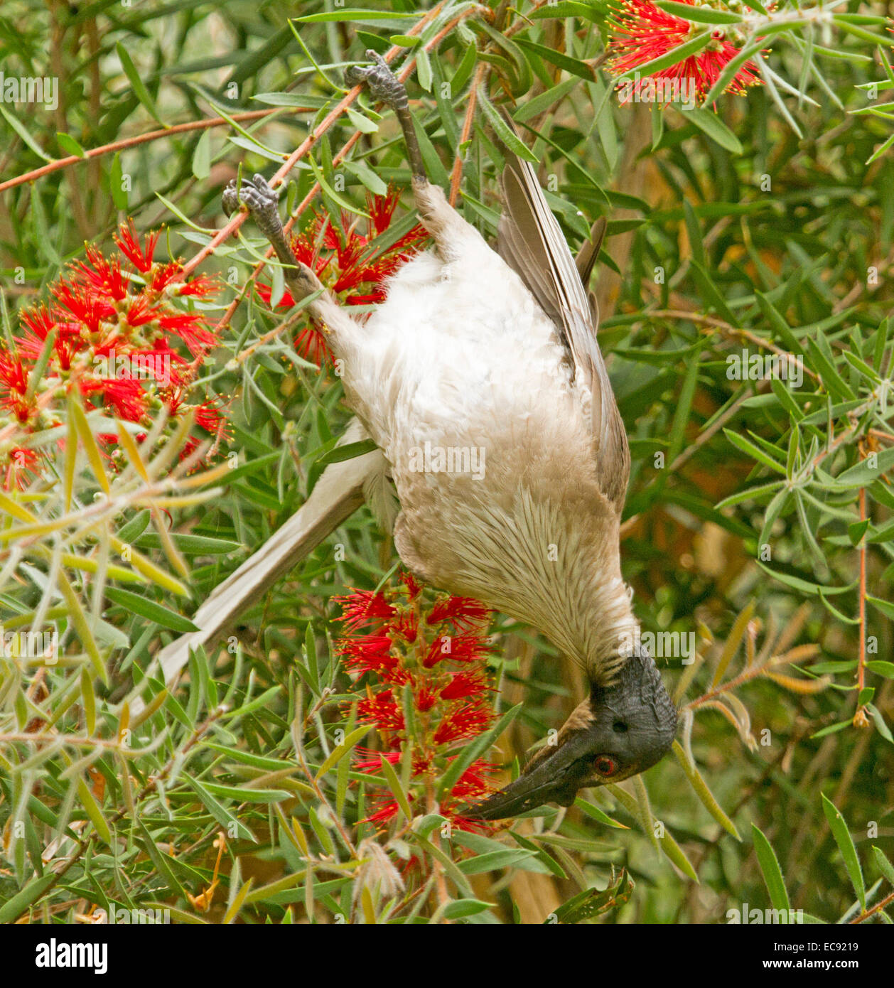 Laut Bruder Vogel, Philemon Corniculatus, australische Honigfresser kopfüber hängend & ernähren sich von roten Blüten der Zylinderputzer Baum im Garten Stockfoto