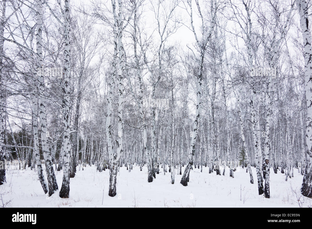 Winter-Birkenwald Stockfoto