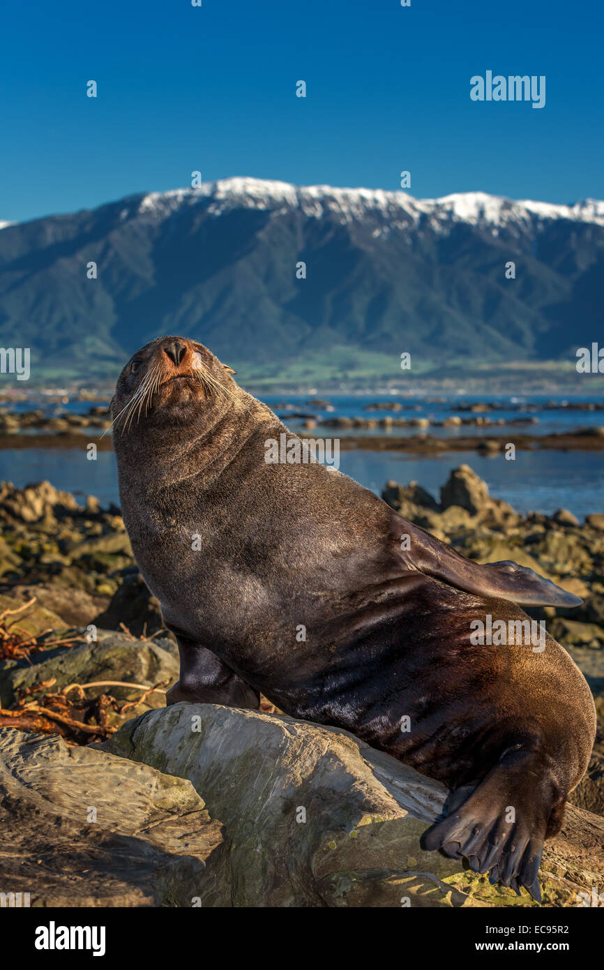 Südlichen Seebär (Arctocephalus Forsteri), in der Nähe von Kaikoura, Südinsel, Neuseeland Stockfoto