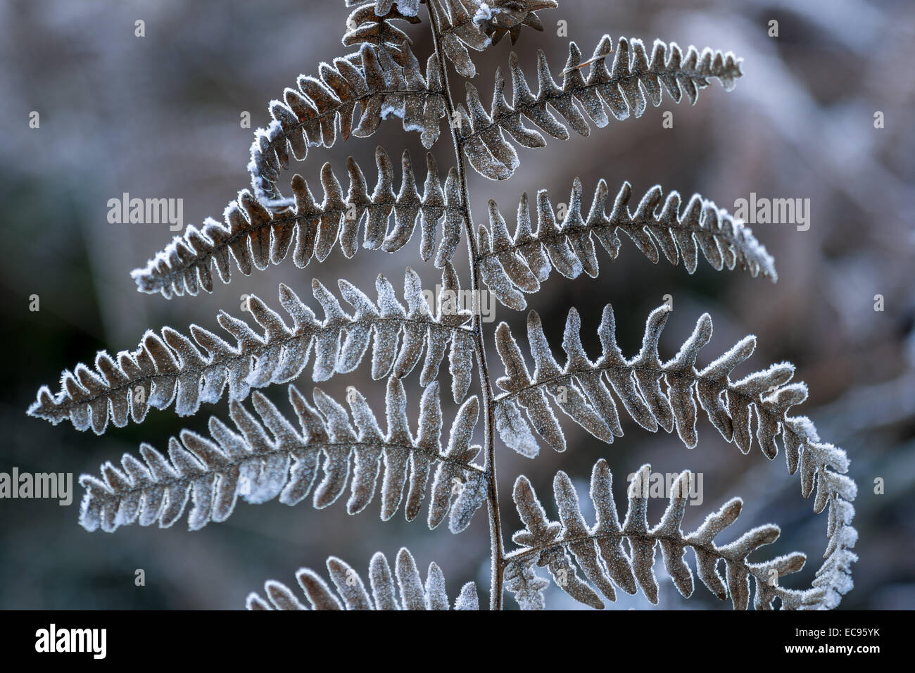 Gefrorene Farn Blatt khl kalt Raureif bedeckt winter Stockfotografie -  Alamy