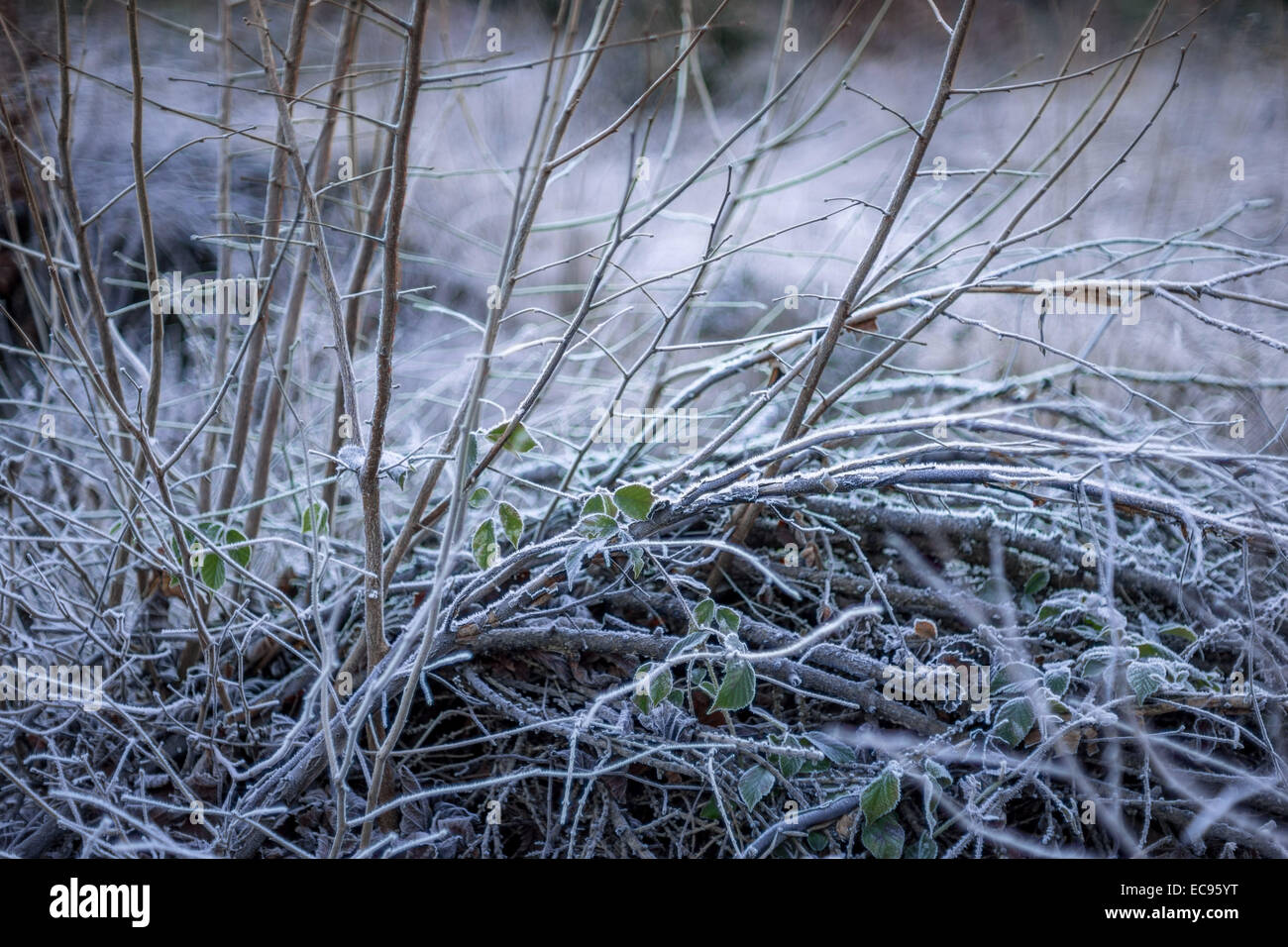 Gefrorene blattlosen Busch Frost abgedeckt kühlen kalten kalten winter Stockfoto