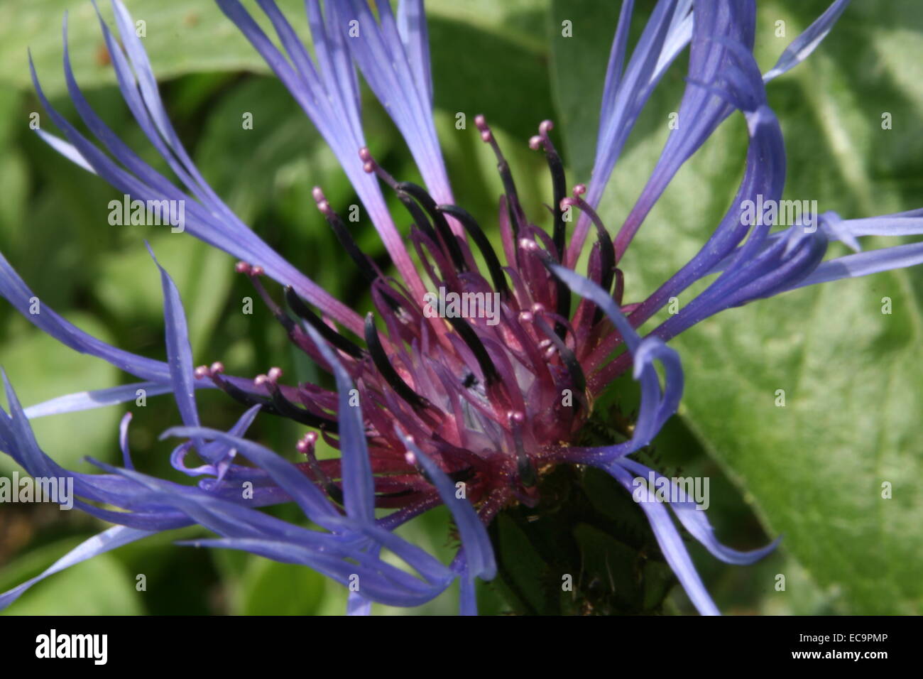 Centaurea Cyanus, Kornblume, Schaltfläche "bachelor's" Stockfoto
