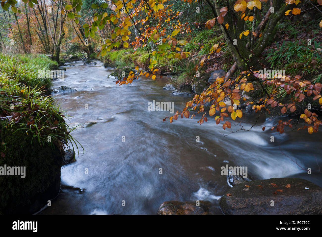 Herbstmorgen in Vale von Clara, County Wicklow, Ireland Stockfoto