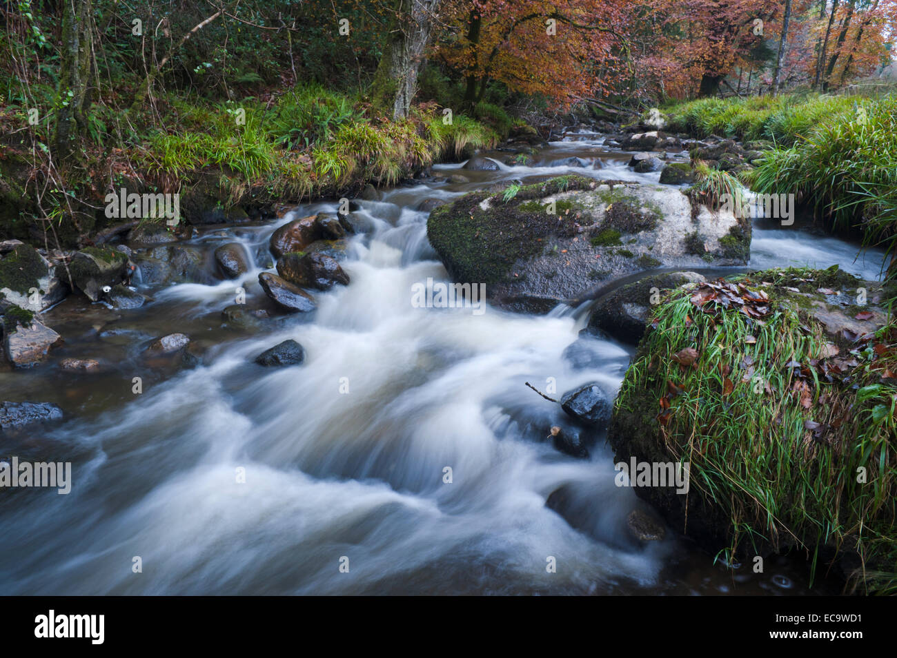 Herbstmorgen in Vale von Clara, County Wicklow, Ireland Stockfoto