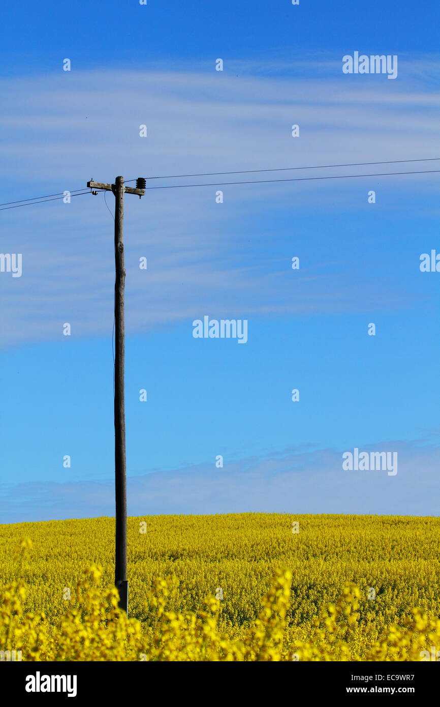 Ein Strommast und Strom Leitungen stehen in einem Feld von Raps in der Nähe von New Norcia, Western Australia. Stockfoto