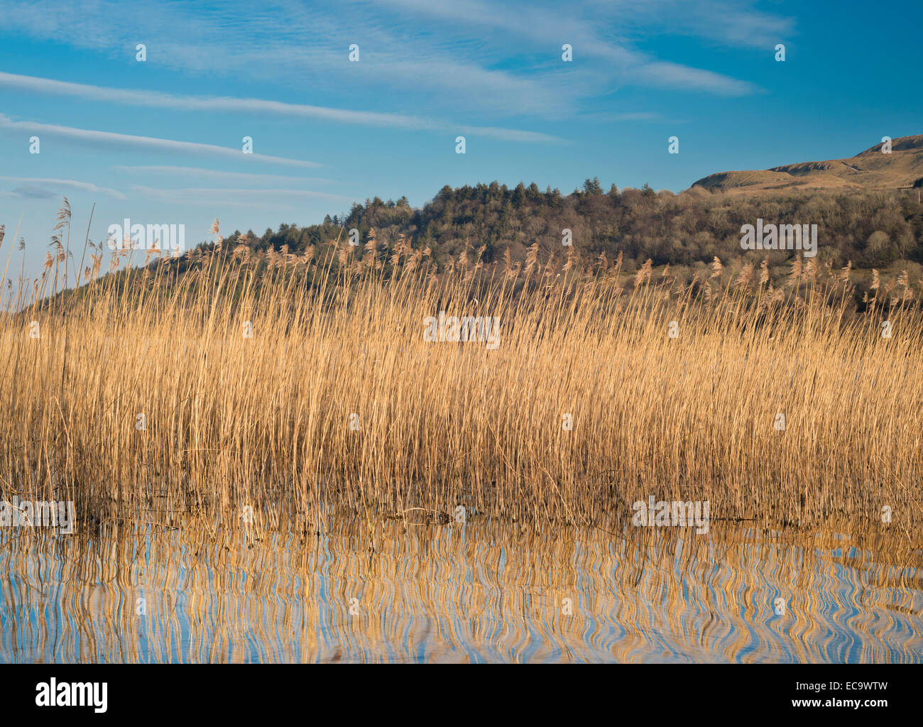 Schilf wächst am Rande der Glencar Lake, County Sligo, Irland Stockfoto