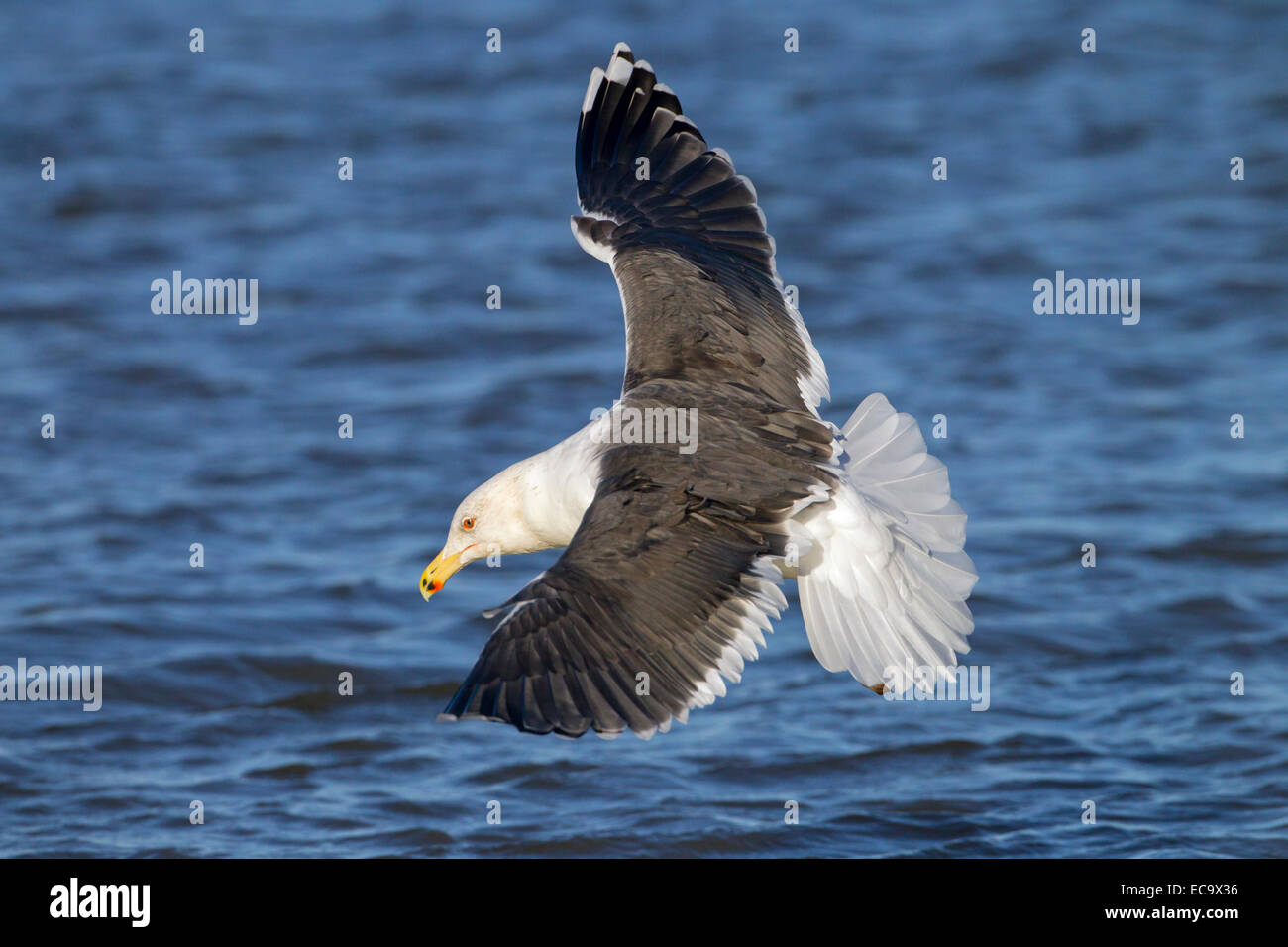 Weniger schwarz-unterstützte Möve Larus Fuscus im Flug über das Meer Stockfoto