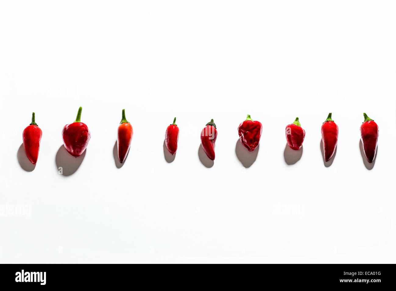 Reihe von Chili Peppers auf weißem Hintergrund Stockfoto