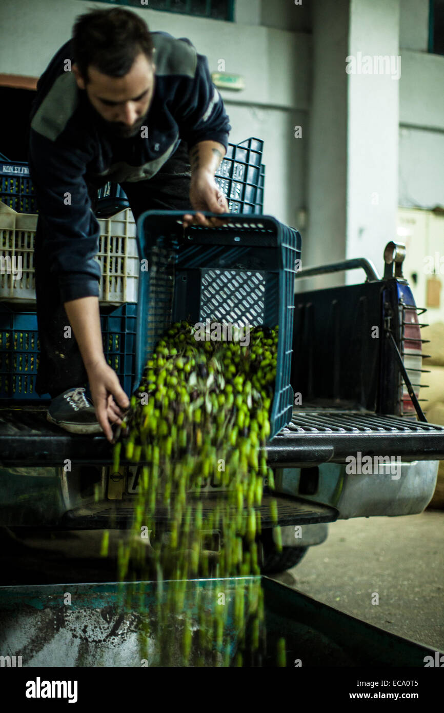 Mann, die Kiste mit frisch gepflückten Oliven Entleerung Stockfoto