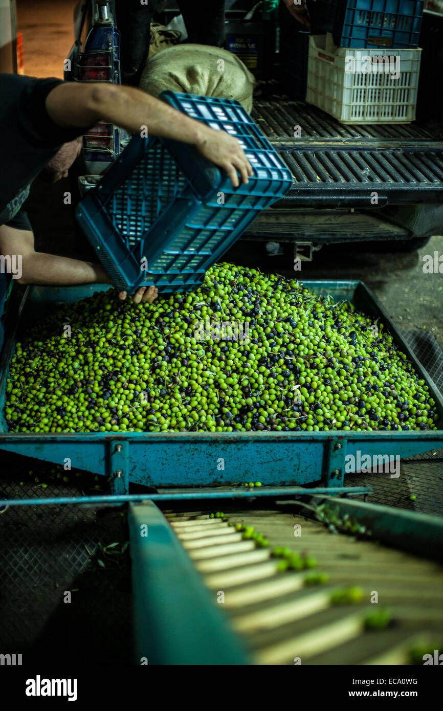 Mann, die Kiste mit frisch gepflückten Oliven Entleerung Stockfoto
