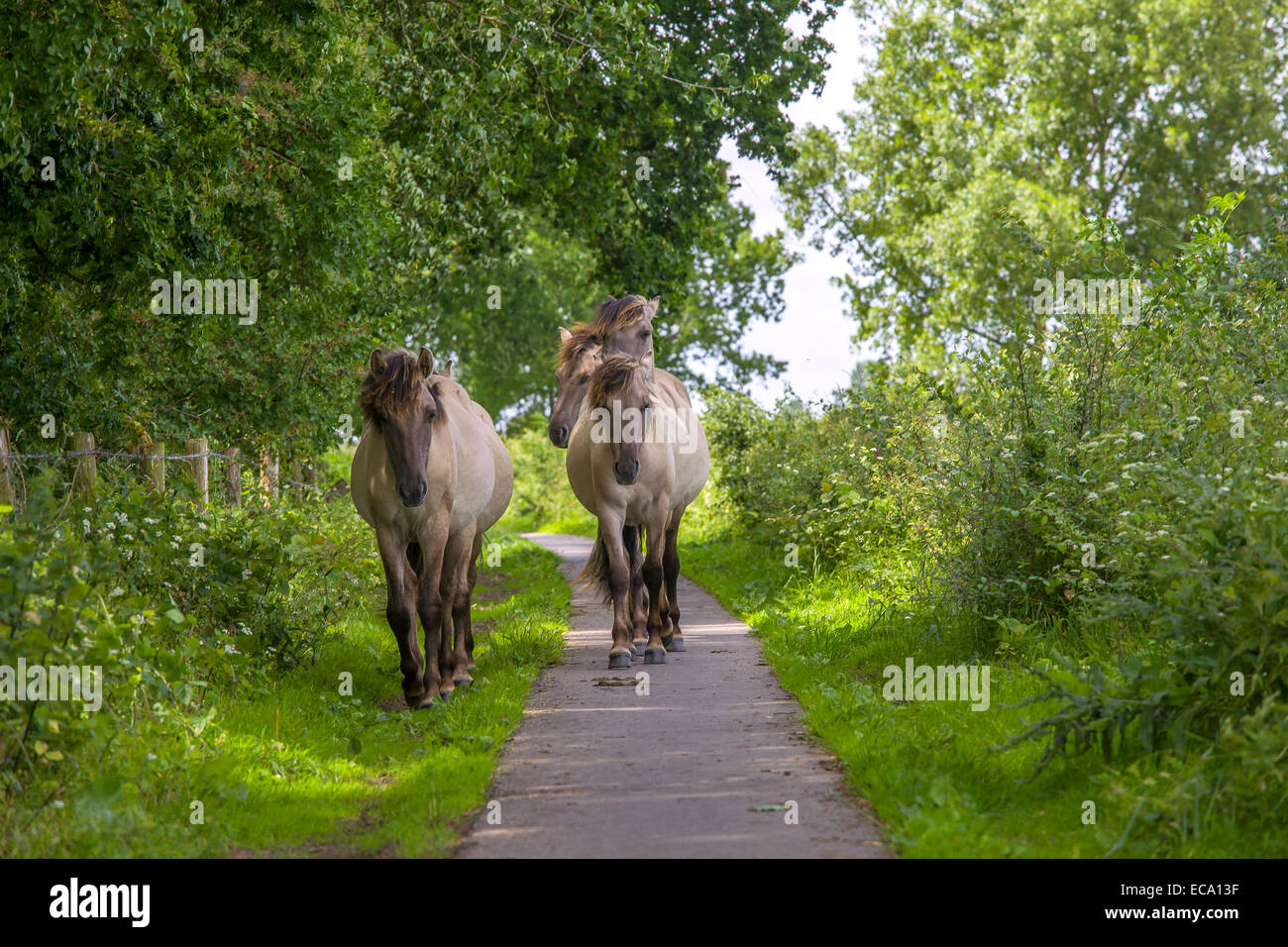 Wilde Konik-Pferde auf einem Fußweg Stockfoto