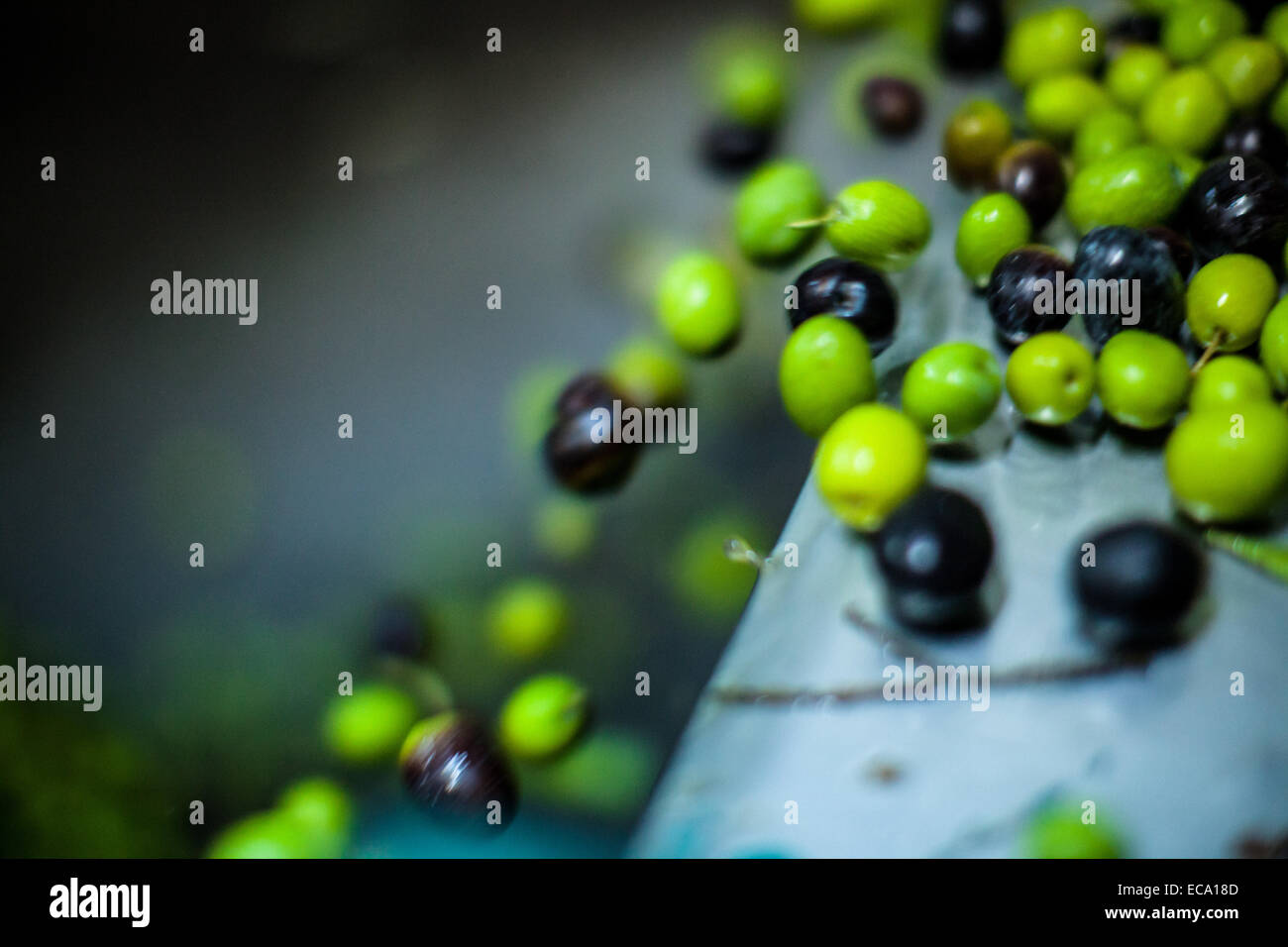 Oliven auf ihrem Weg nach der Pressung Bühne fallen von einem Förderband. Stockfoto