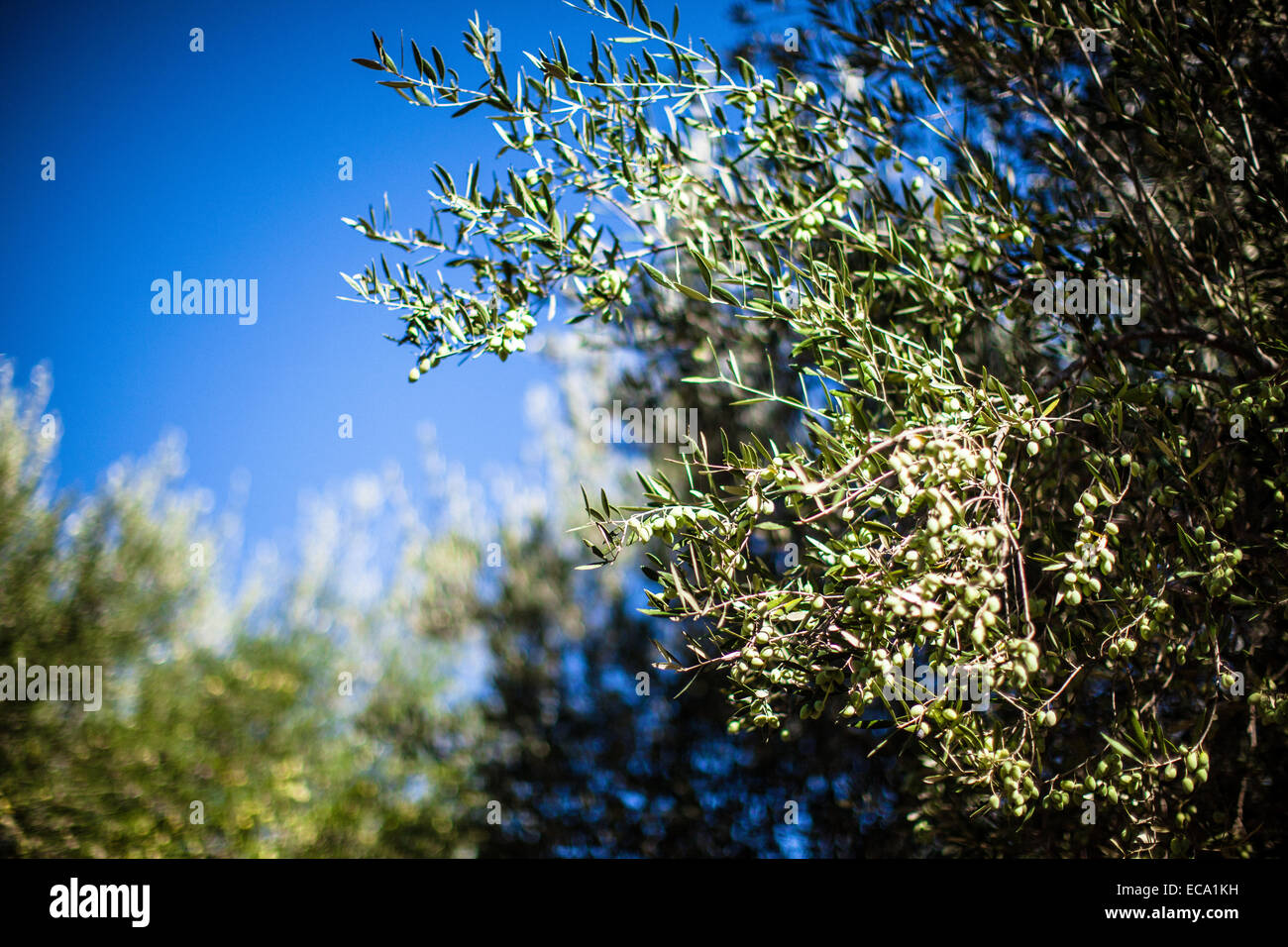 Grüne Oliven am Zweig abholbereit Stockfoto