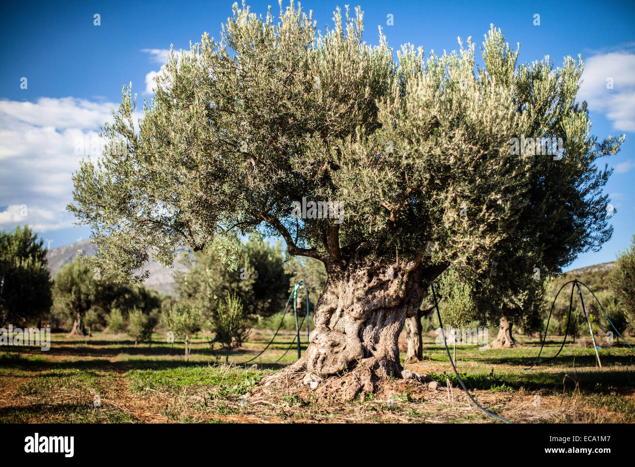 Oliven Baum steht im Feld Stockfoto