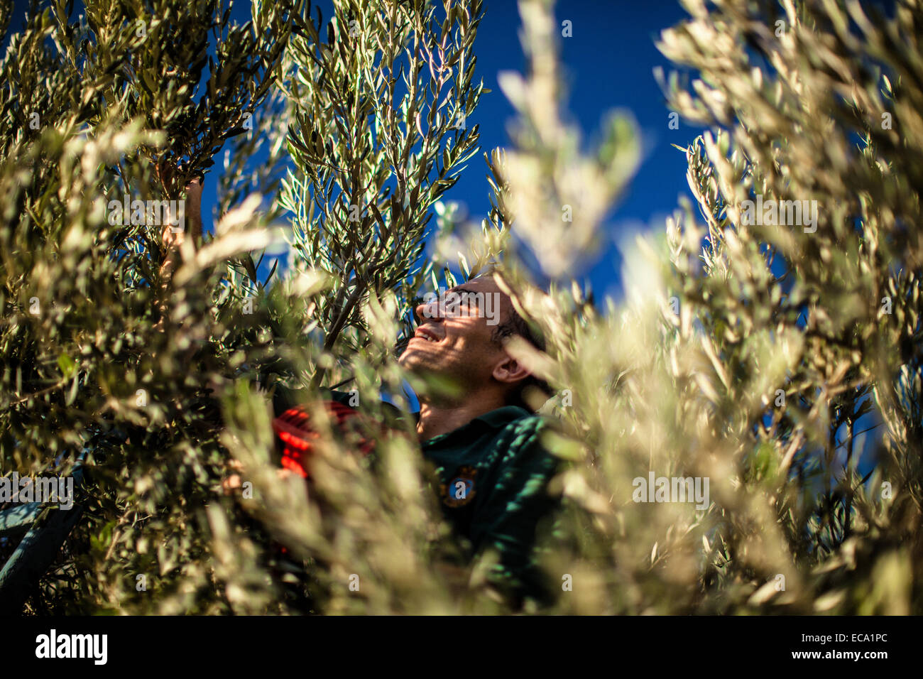 Mann Kommissionierung Oliven vom Baum Stockfoto